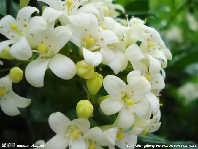大叶九里香词条图册_百度百科