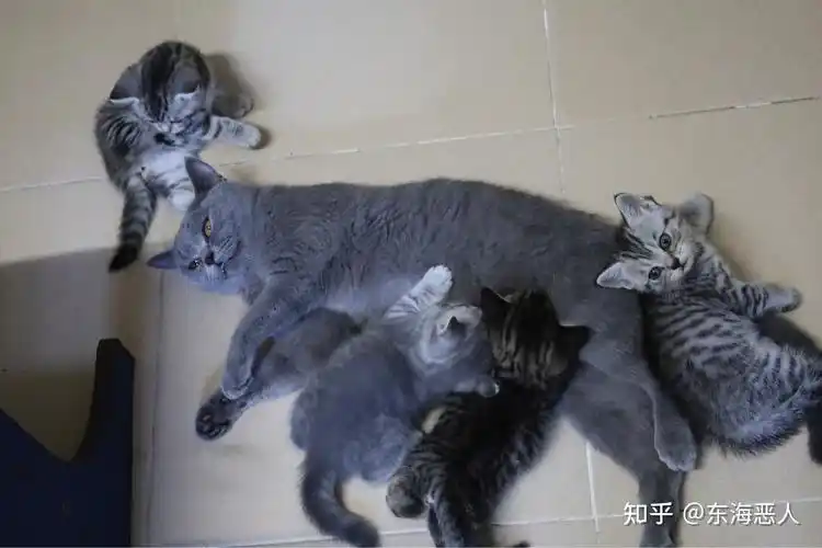 美短和英短杂交好看吗养猫的来戳戳