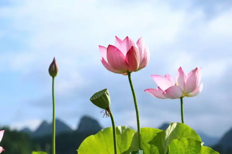 蓝天白云下的荷花,美极了