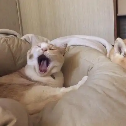 求这种沙雕又可爱的狗勾情头