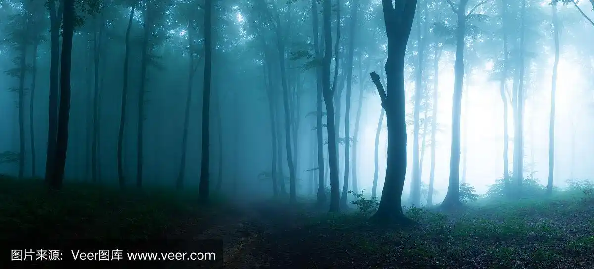 童话故事里阴森森的森林在雾天里.恐怖森林里寒冷多雾的早晨