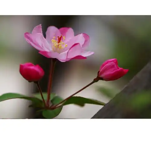 【海棠花】 第 8 幅查看大图海棠花【海棠花】 第 9 幅查看大图海棠花