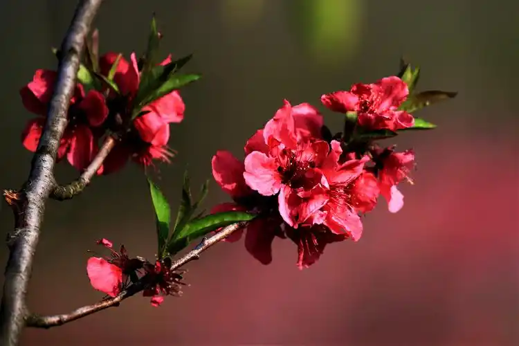 2020【2】人面桃花相映红