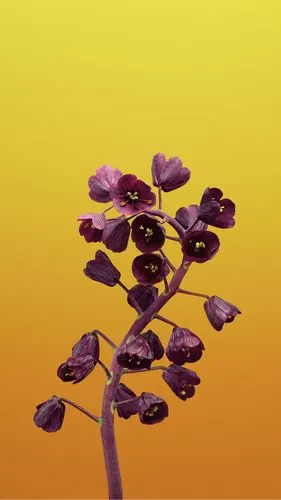 iphonex原生壁纸大全16张iphonex和iphone8内置壁纸下载全文