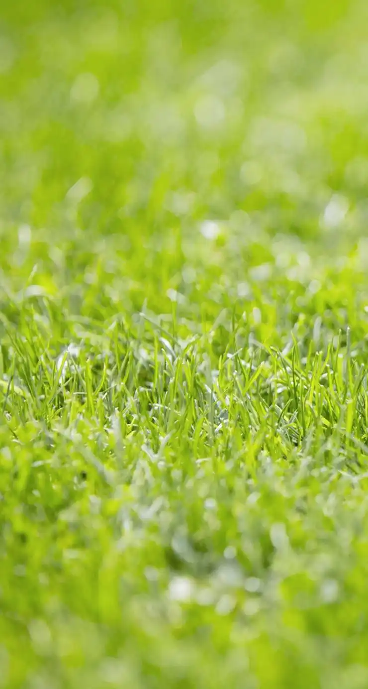 在田野,这是大自然最美的颜色,保护视力,明亮我们的眼神,这些绿色养眼