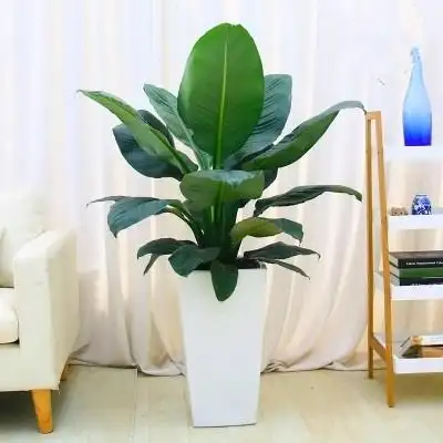 绿巨人 - 中型植物 - 盆栽植物系列 - 产品展示 - 深圳市绿博仕园林