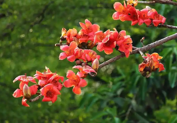 盛开的木棉花