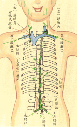 乳糜池上行为胸管     ┌左边头颈部┐