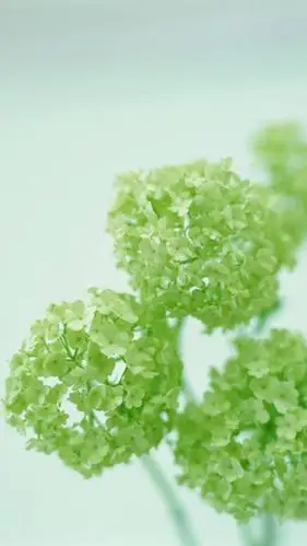 绿色治愈系植物木绣球