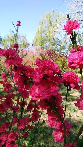 桃花颜色分深红,浅粉,纯白,洒金和二色花