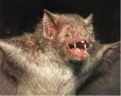 猪脸大蝙蝠存在吗,猪脸蝙蝠图片大全  第3张