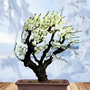 绿梅盆景金钱绿梅花盆栽室内阳台花卉庭院耐寒植物四季红梅玉蝶梅