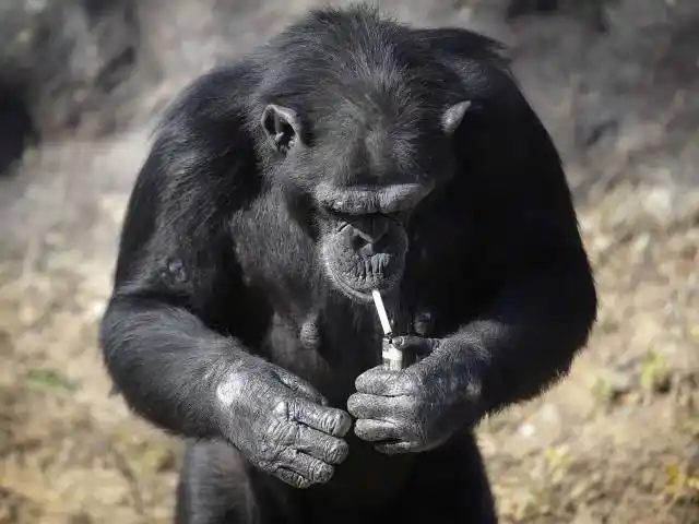 人家每天都是被自己帅醒的:动物那些耍酷瞬间