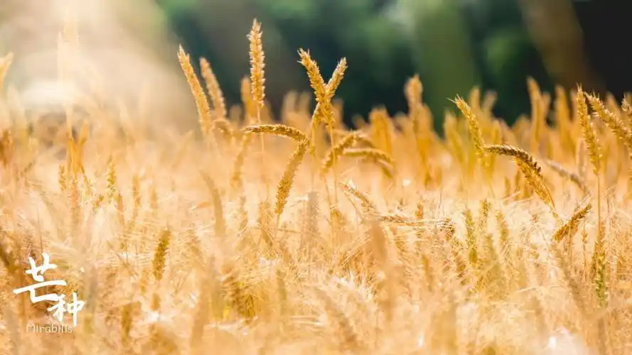 2020最美芒种风景图,高清图片,节日壁纸-回车桌面