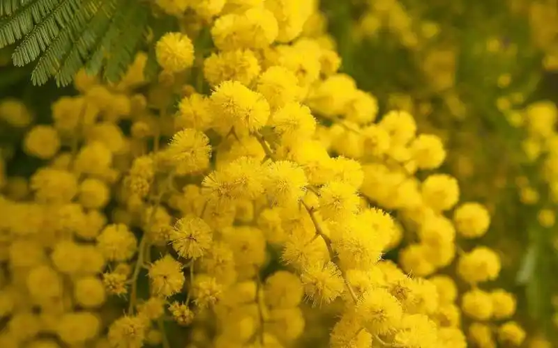 金色的唯美清新含羞草花,高清图片,植物壁纸-回车桌面