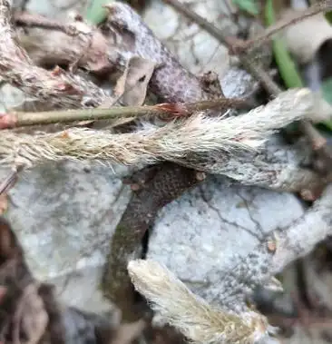 [白毛蛇批发]白毛蛇,白毛蛇,白毛蛇!价格10.00元/斤 - 一亩田