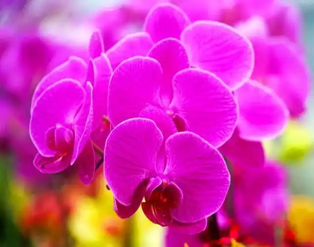 最美的花献给你