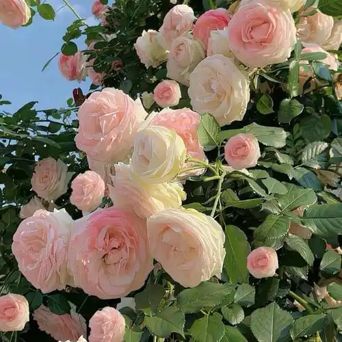 朋友圈背景图##朋友圈文案##朋友圈分享##文案##日常文案