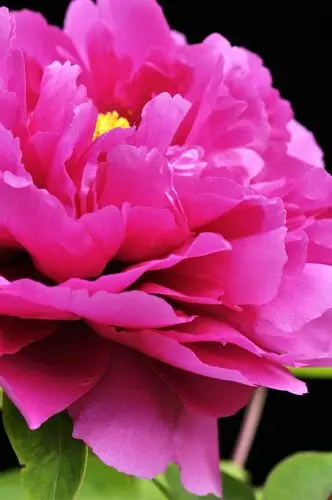 微距校园红牡丹