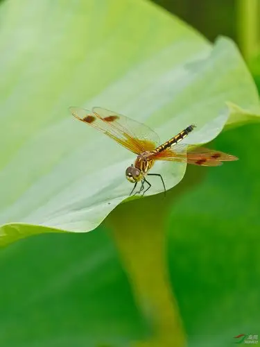 荷叶蜻蜓