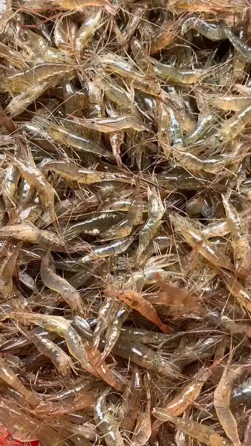 收了10几斤小河虾,现在什么都贵