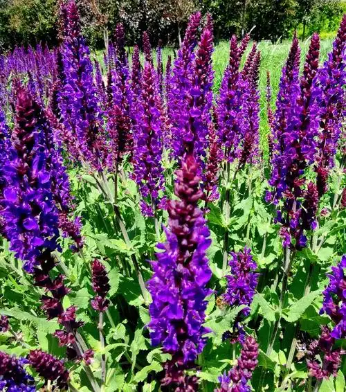 林荫鼠尾草,被很多人误以为薰衣草.