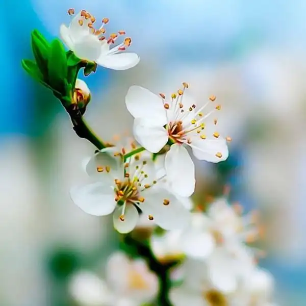 春天桃花_好看的微信头像图片_扣扣居