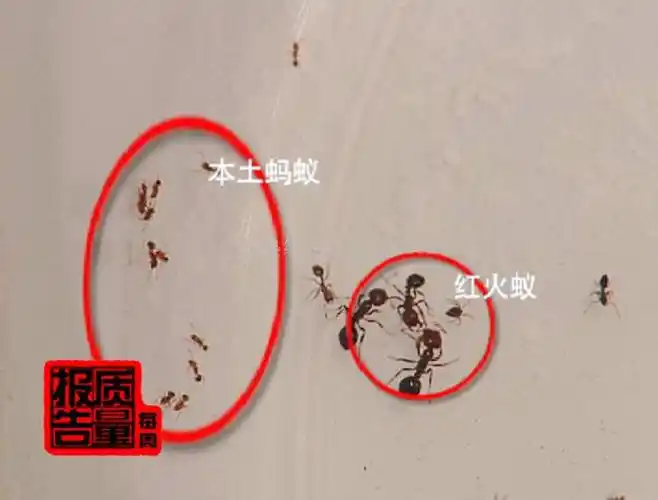 我看着不像是红火蚁像是本土蚂蚁,被它咬到该怎么办 被