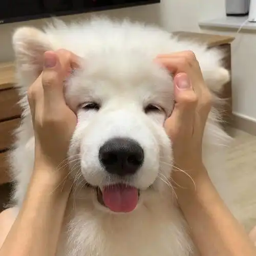 2023高清软萌萌狗狗可爱图片_可爱图片_我要个性网