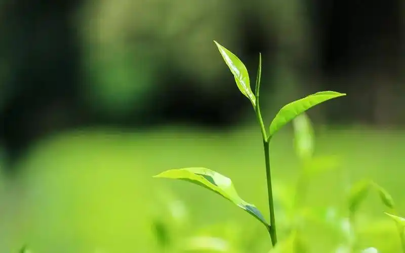 静心忍耐盛装以待总有惊喜