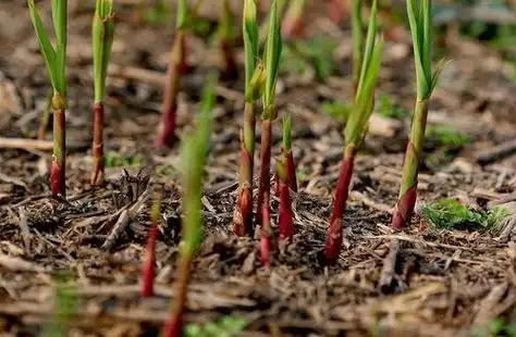 芦芽 图片来自网络大董北京烤鸭代言人spokesperson of