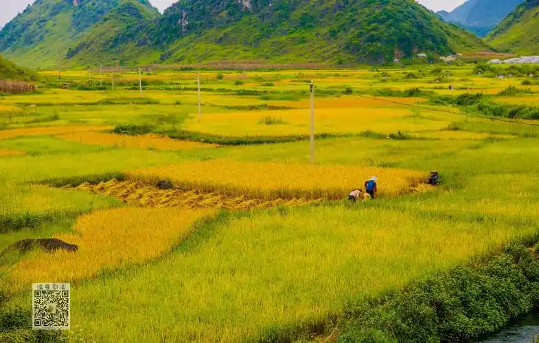 文山八宝,秋收的美丽景色.