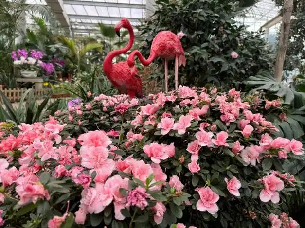 沈阳植物园上活儿了|花展|世博园|玫瑰园|沈阳市|热门景点_网易订阅