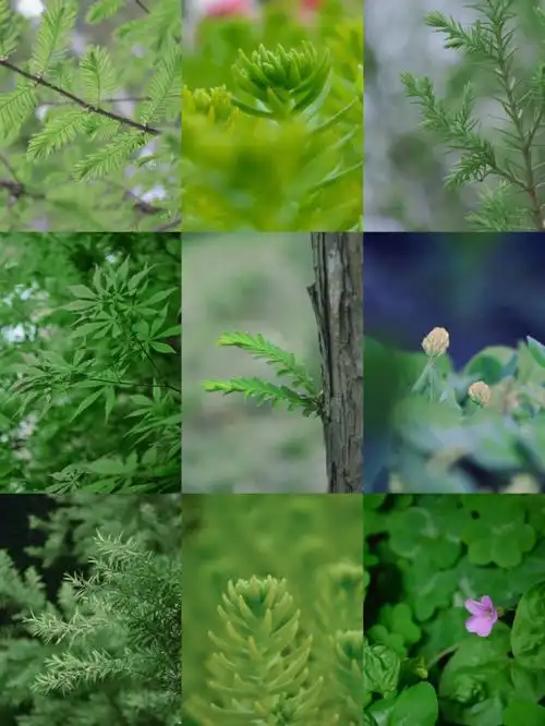 绿色系春天寻找春夏的颜色