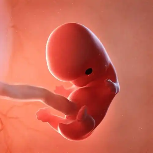 胎儿发育过程三维动画_阶段_医学生_定制