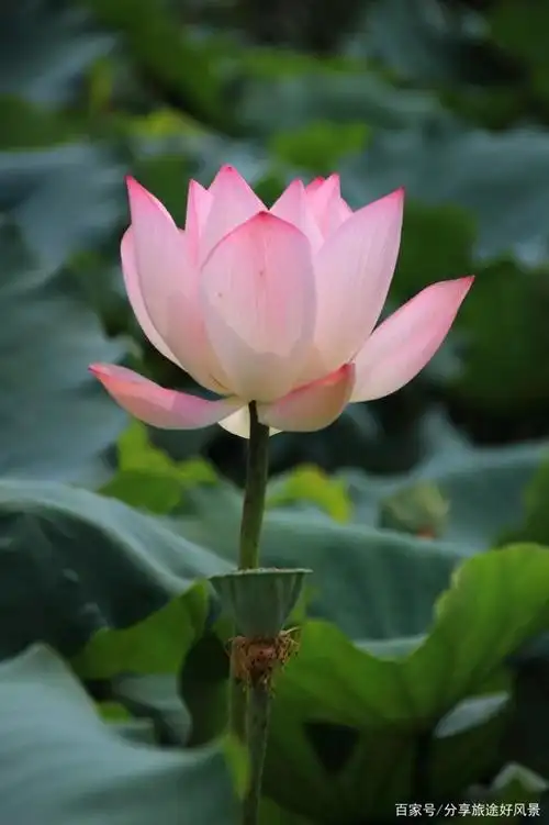 荷花,出淤泥而不染,娇羞,优雅,清香迷人,沁人心脾