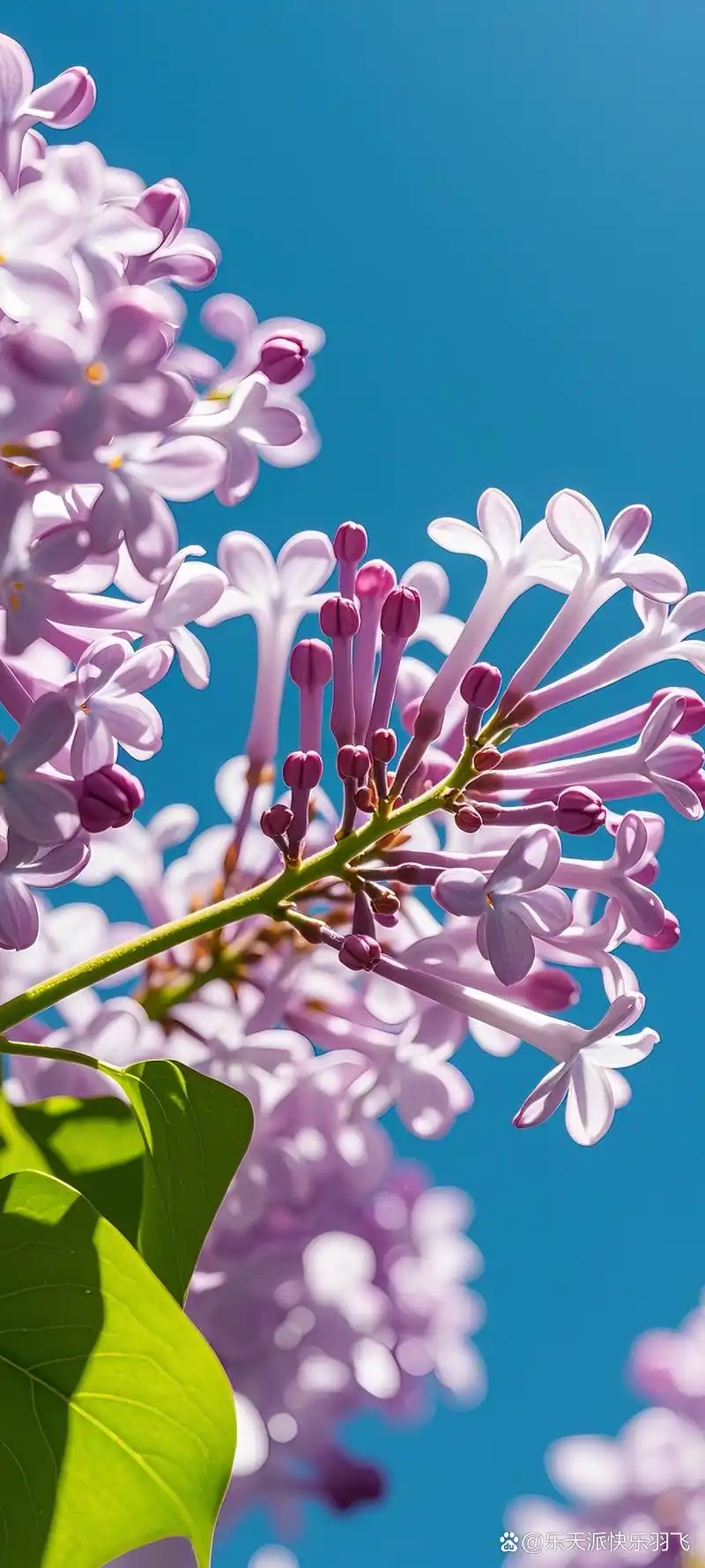 蓝天下的浪漫邂逅💕  在春日的午后,我邂逅了这一片丁香花海