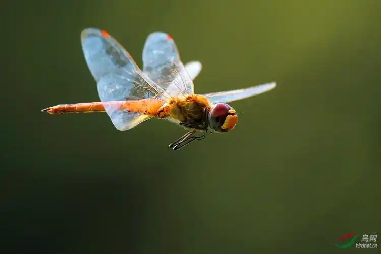 红蜻蜓飞舞相交