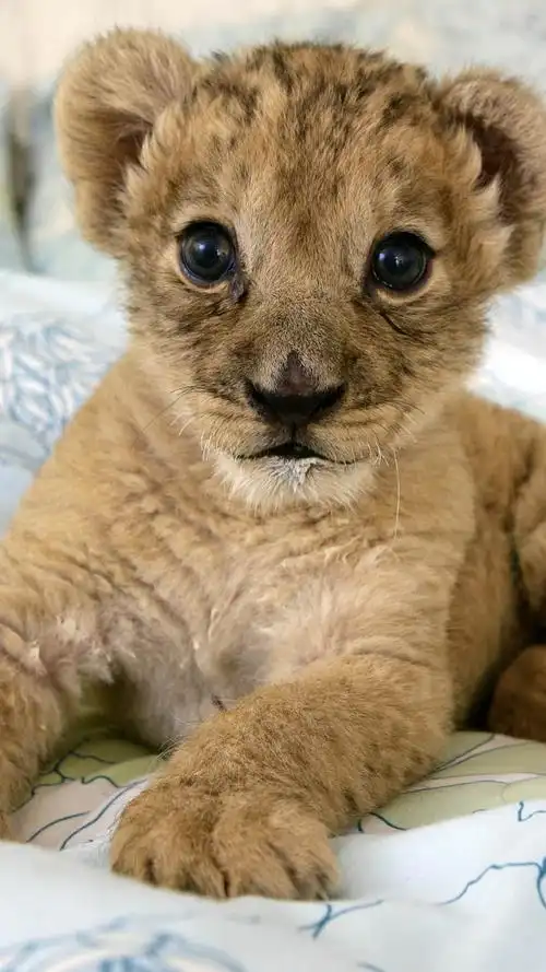 可爱小狮子,动物-手机壁纸