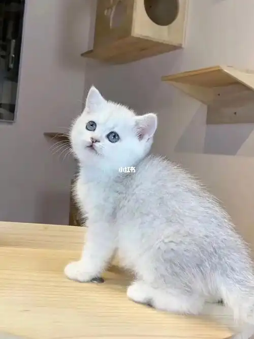 家养银渐层,纯种英短幼猫,888任选啦7815