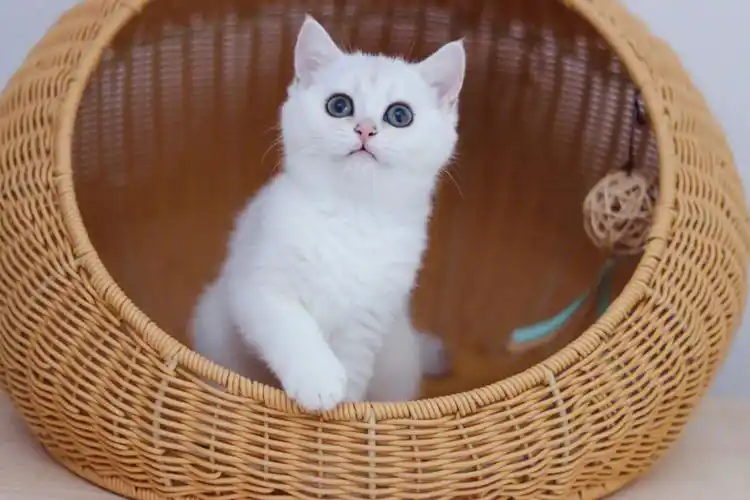 英短银渐层幼猫英短银渐层妹妹