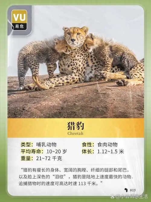 每日图鉴:猎豹 中文名: 猎豹 英文名: cheetah 食谱: 猎豹