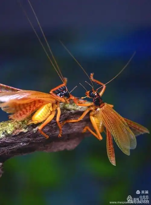 黑头黄体蟋螽    摄于马来西亚婆罗洲雨林