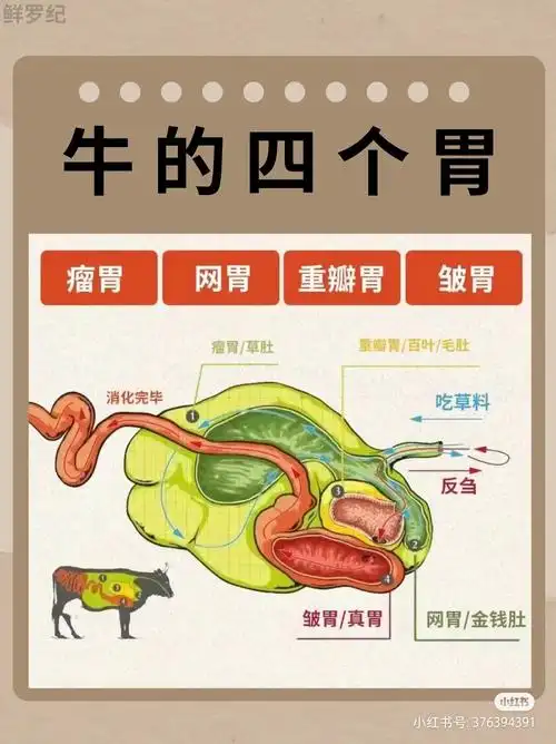 百科:牛的四个胃,通常我们的吃的牛百叶来自哪个胃,你知道吗?