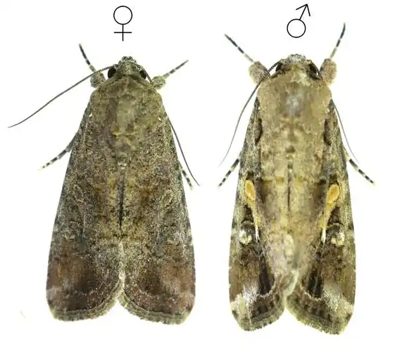 草地贪夜蛾成虫(左为雌蛾,右为雄蛾)