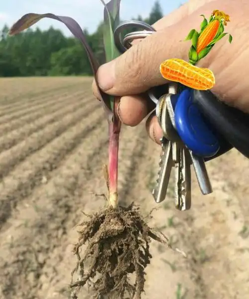 玉米苗叶片茎秆发红发紫你知道具体原因和对策吗