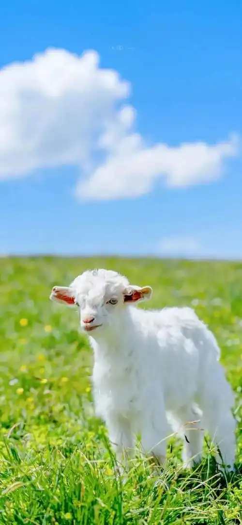 626明星小姐姐狗狗全屏壁纸