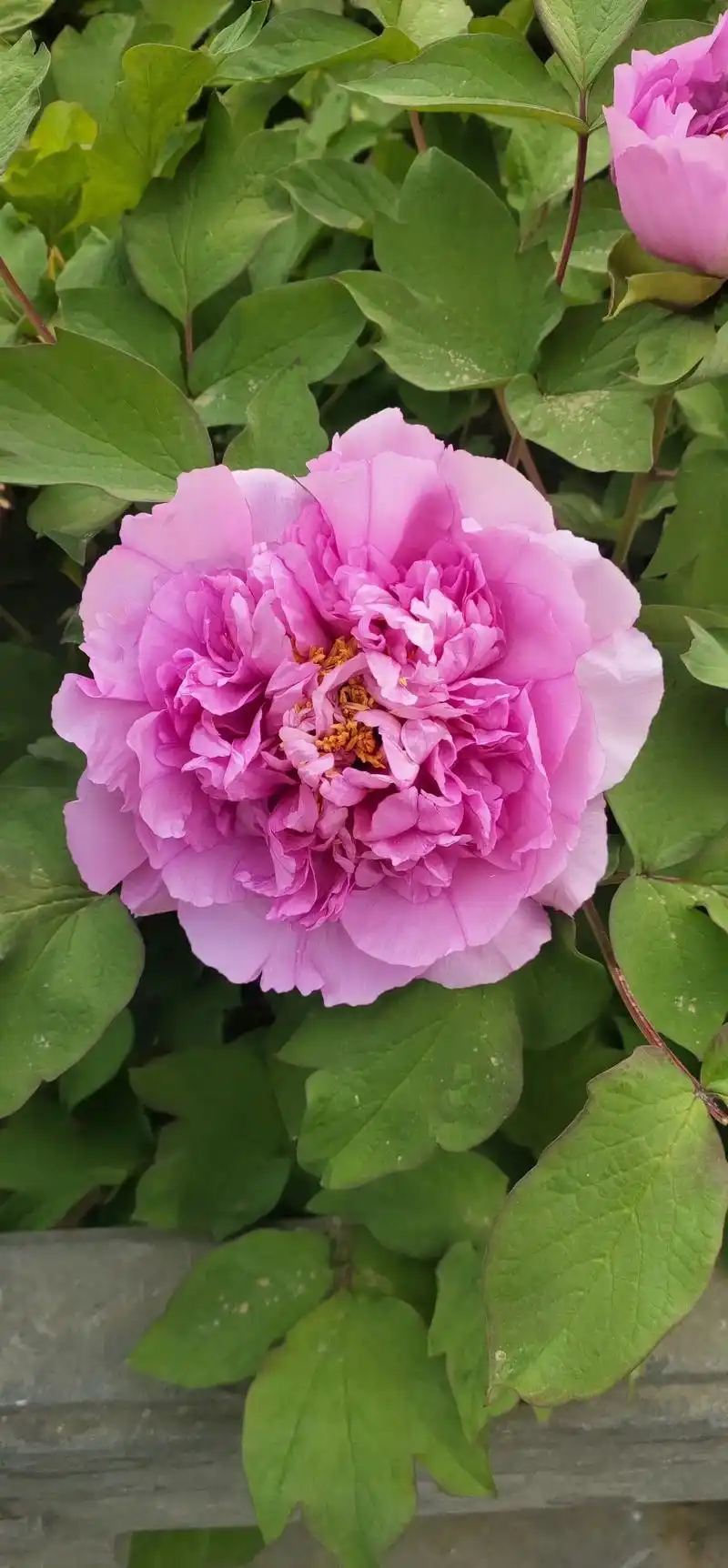 洛阳牡丹文化节!老家河南洛阳.4.1-5.10第40届洛阳牡 - 抖音