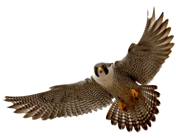 老鹰图片大全_老鹰图片素材【png免费下载】-90设计网