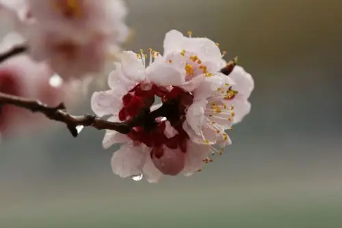 雨后杏花
